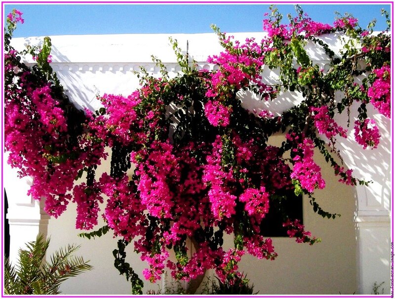 Bougainvillea on a white wall