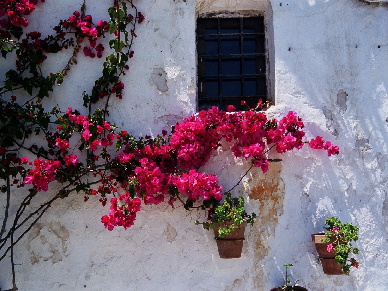 Bougainvillea on a white wall