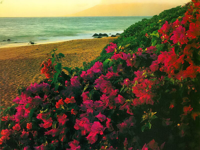 Bougainvillea on Beach