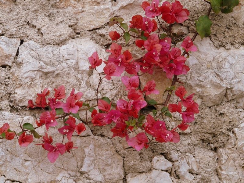 Bougainvillea on stone wall