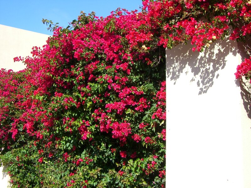 Bougainvillea on Wall