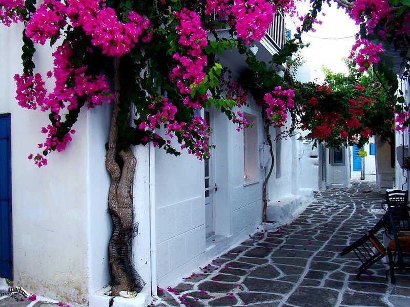 Bougainvillea over Alley