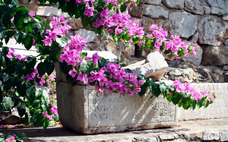 Bougainvillea over ancient stone