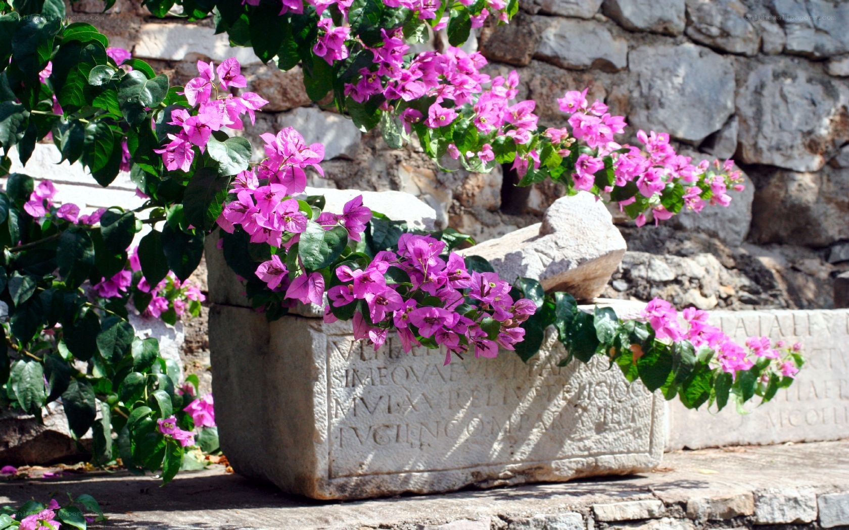 Bougainvillea over ancient stone