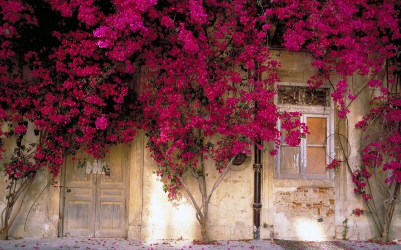 Bougainvillea over Building — Pink