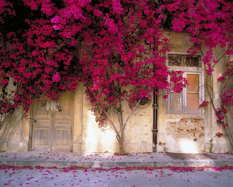 Bougainvillea over Building
