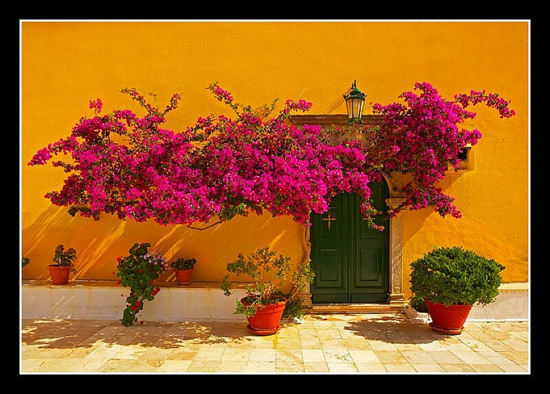 Bougainvillea over Door