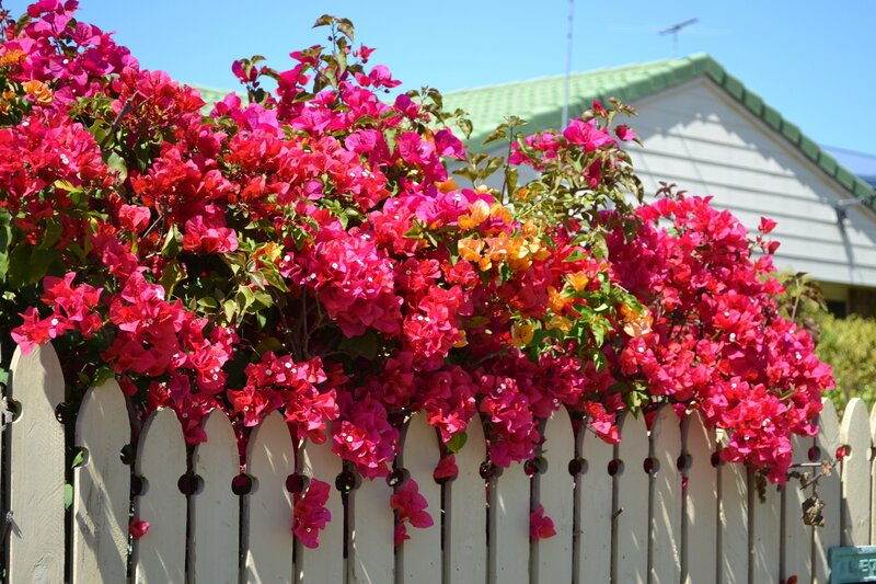 Bougainvillea over Fence — Pink
