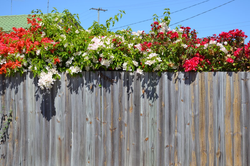 Bougainvillea over Fence