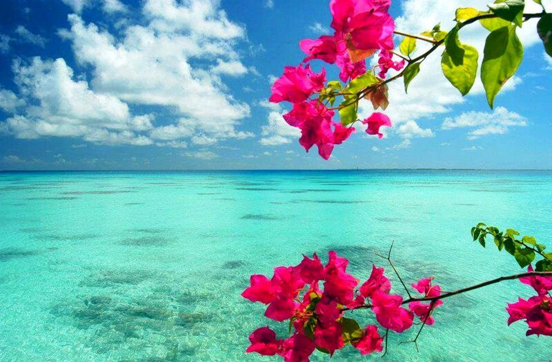 Bougainvillea over Ocean