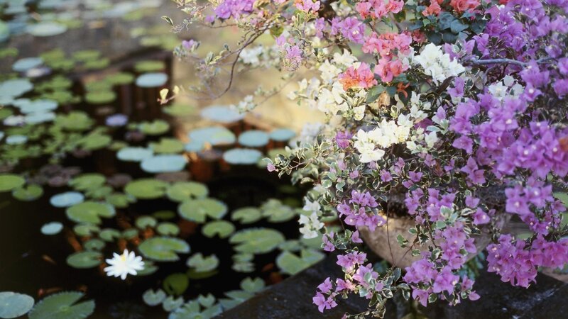 Bougainvillea over Pond