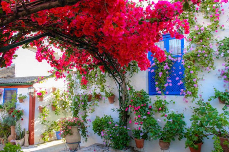 Bougainvillea over White Wall