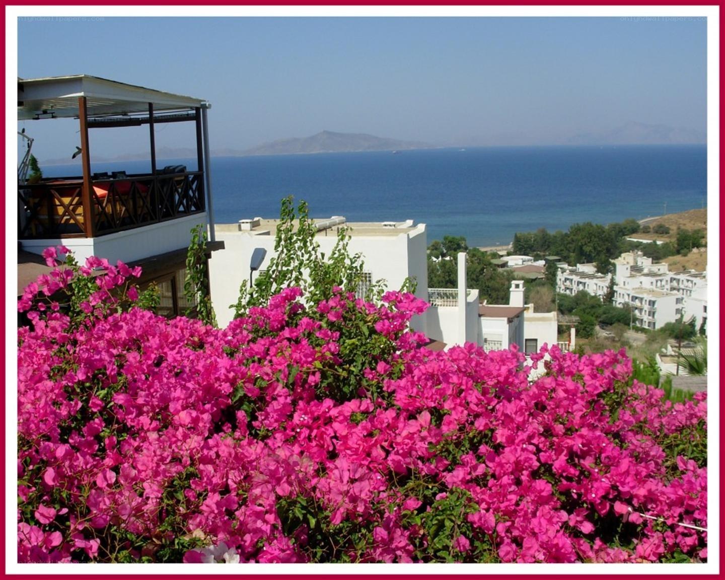 Bougainvillea overlooking the sea