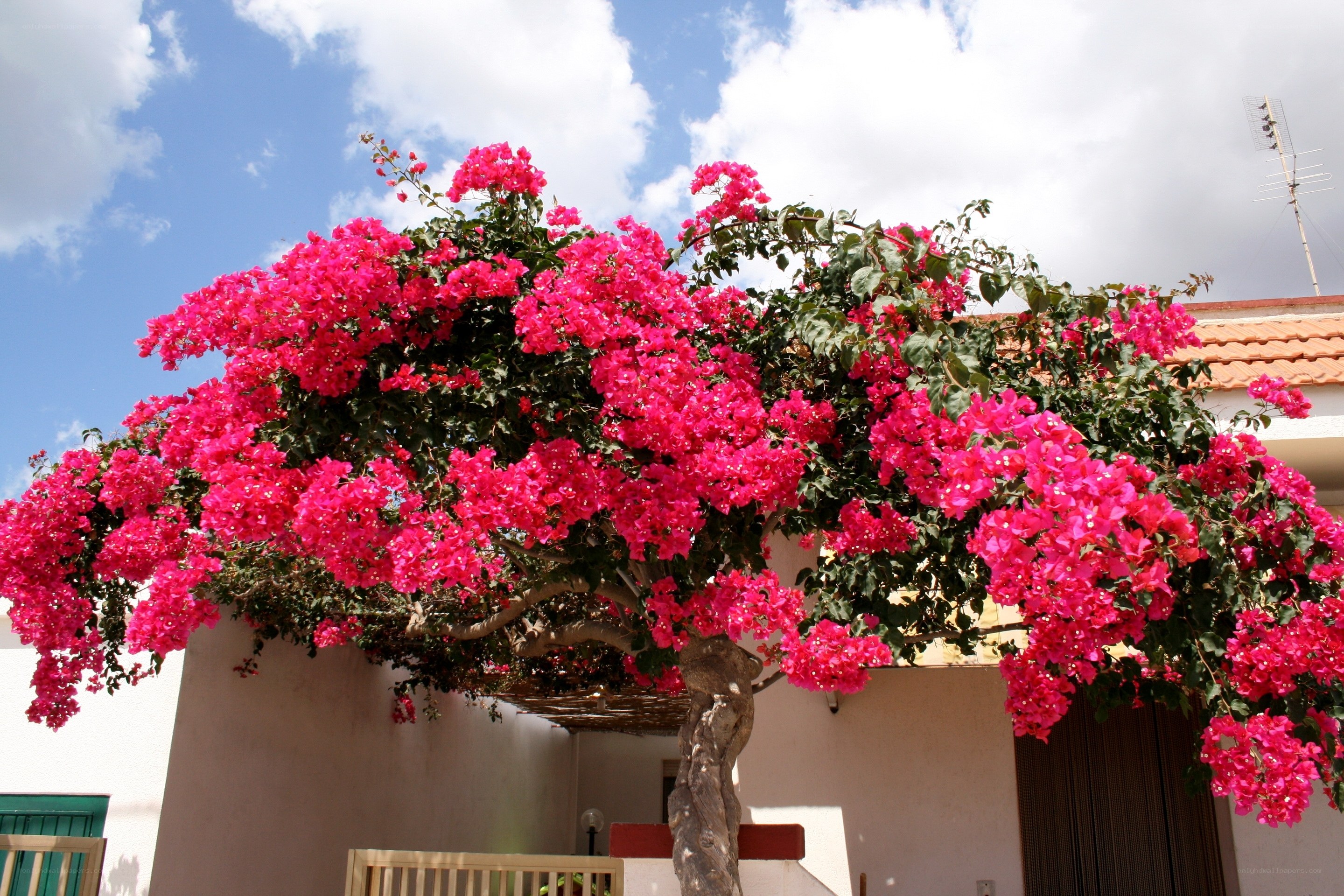 Bougainvillea tree in bloom