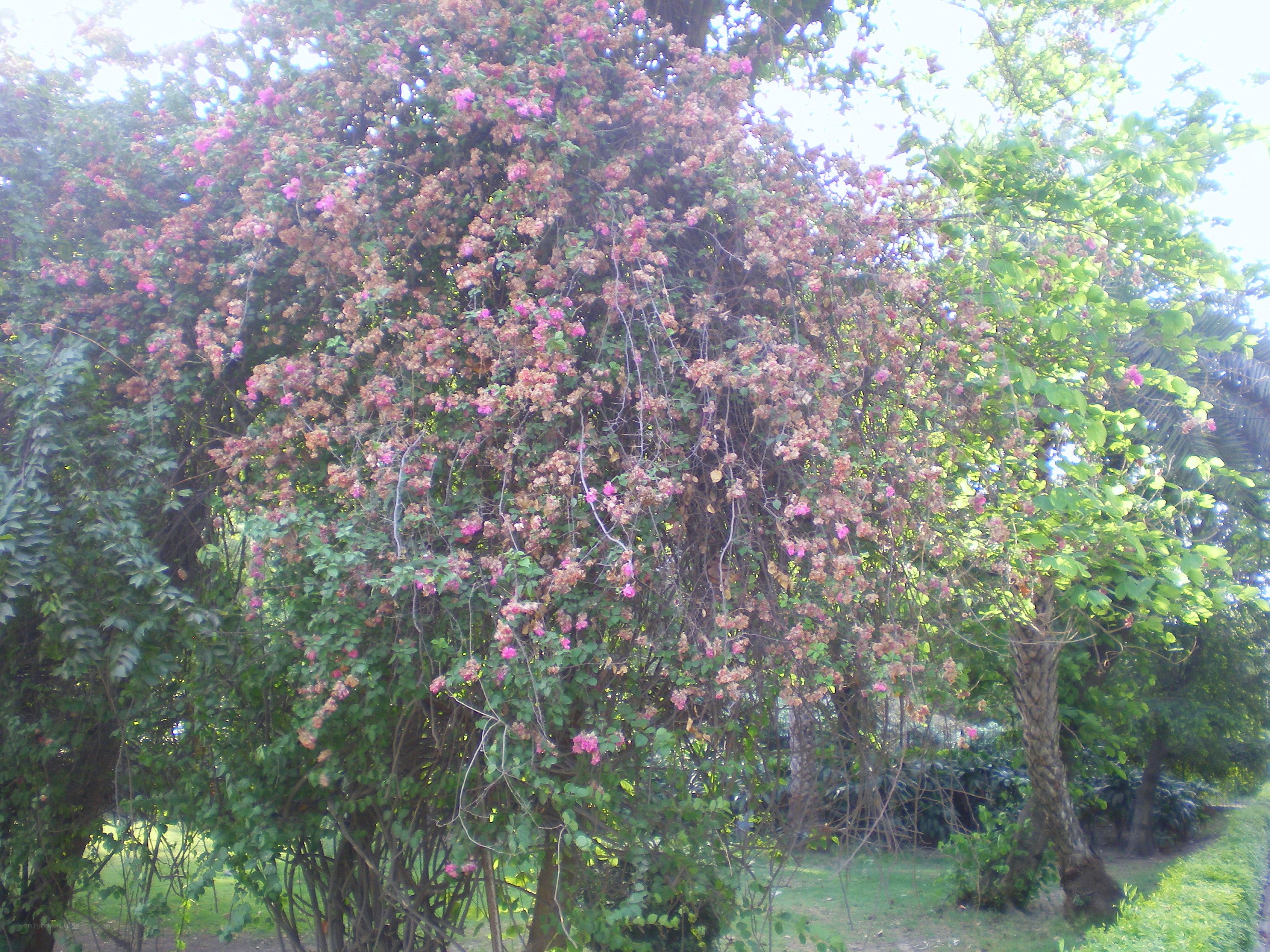 bougainvillea tree in garden