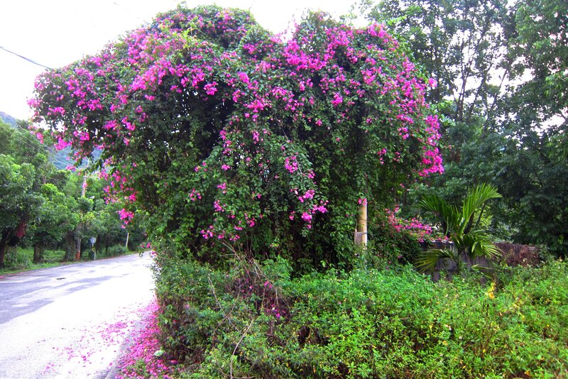 Bougainvillea Tree on Roadside