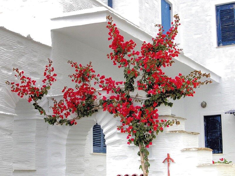 Bougainvillea Tree