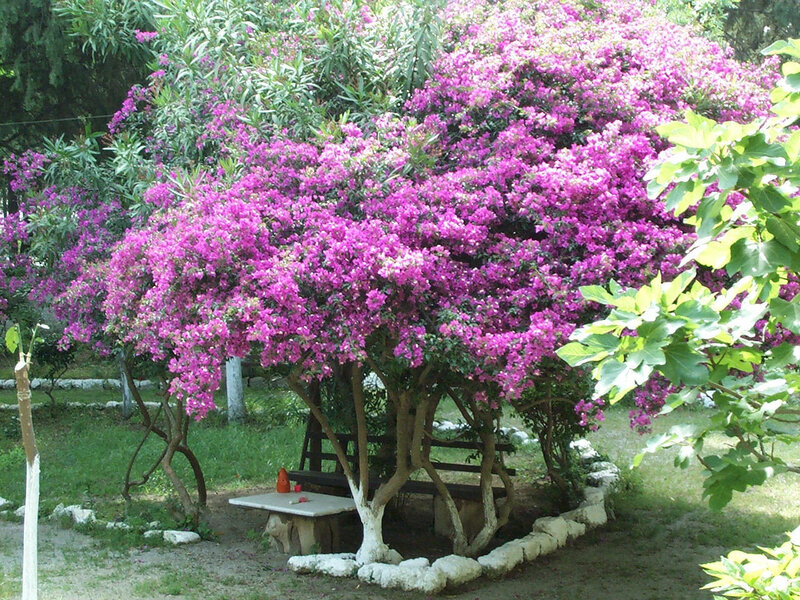 Bougainvillea Tree with Bench
