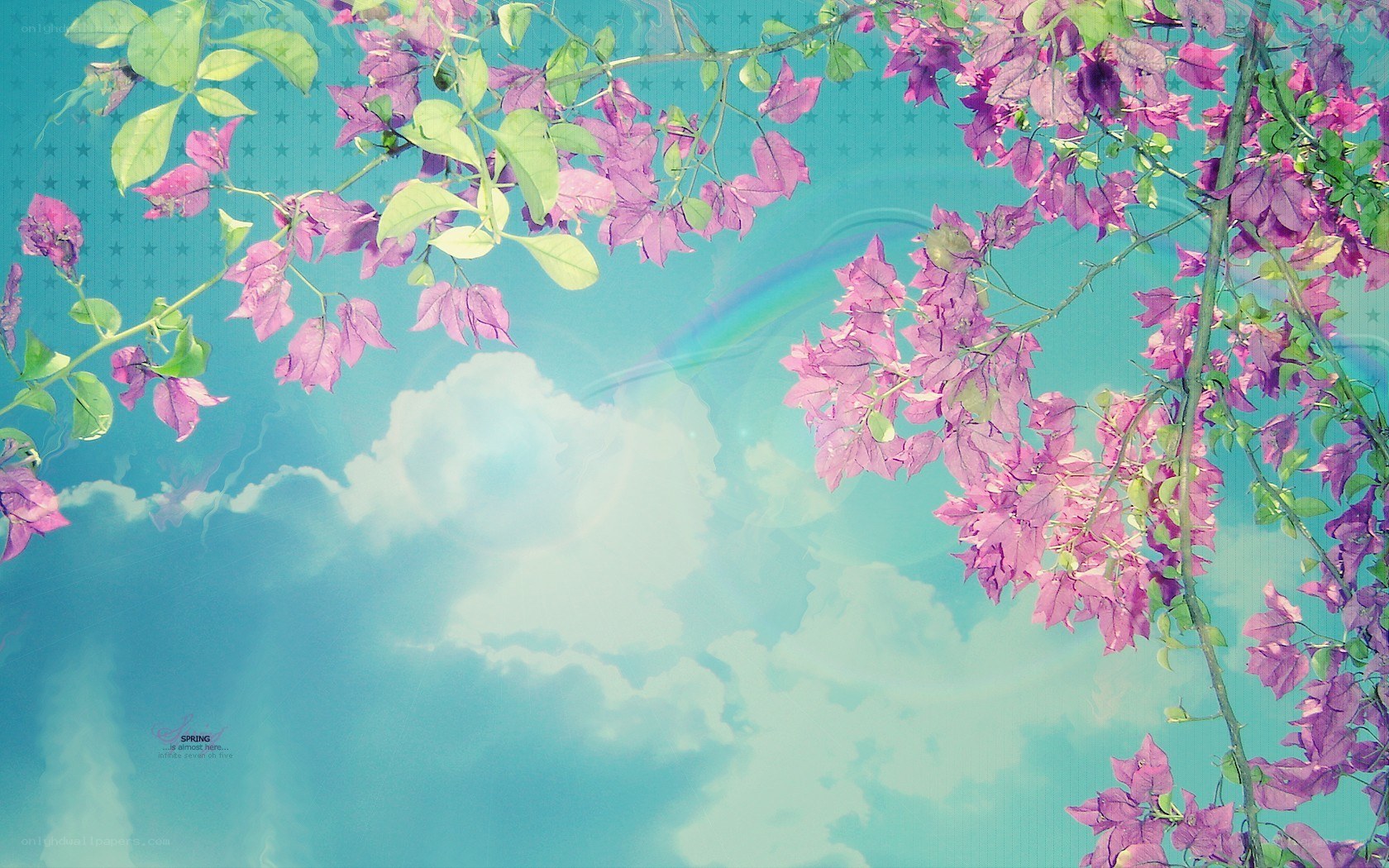 Bougainvillea under a rainbow