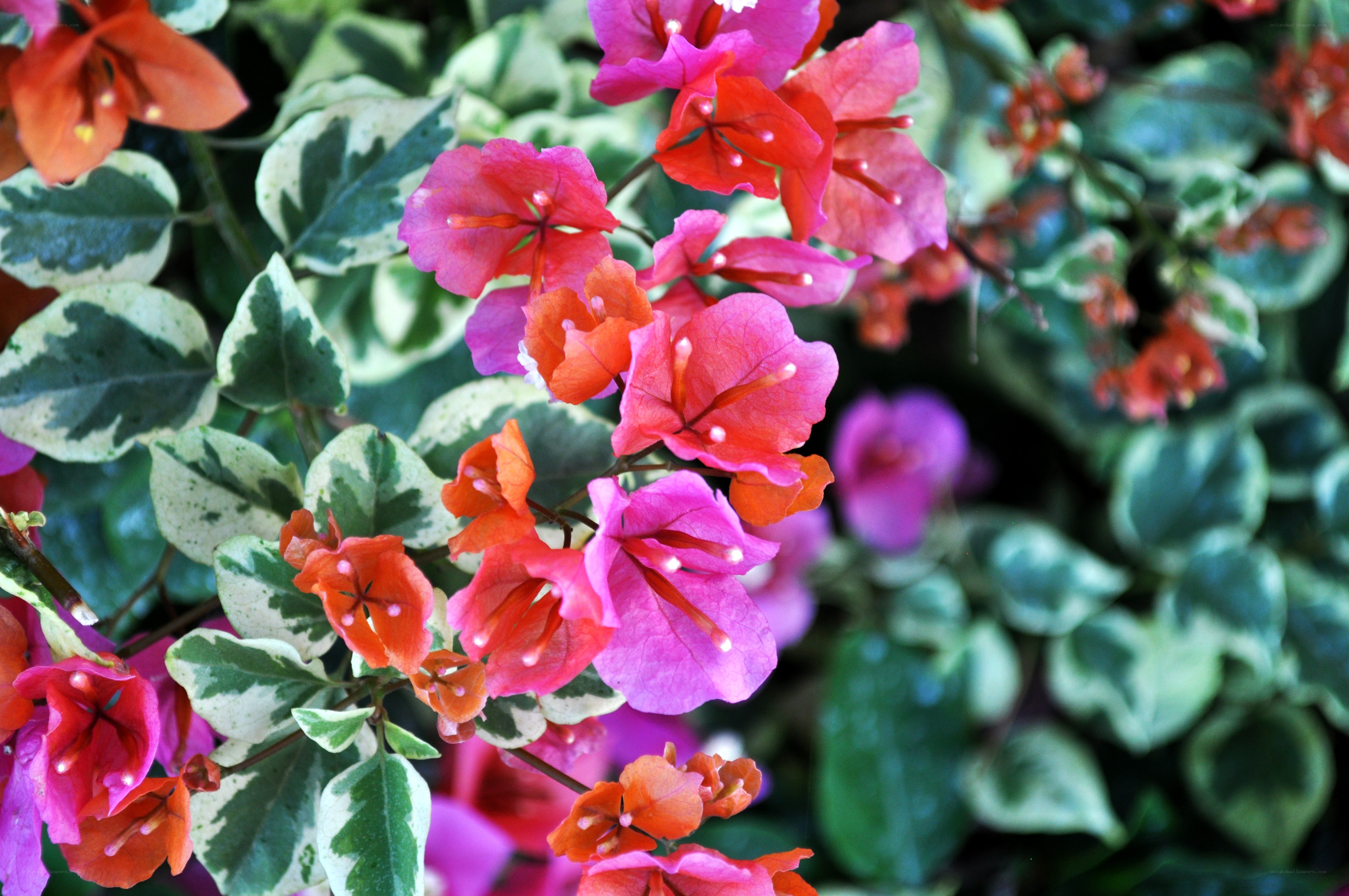 Bougainvillea with variegated leaves