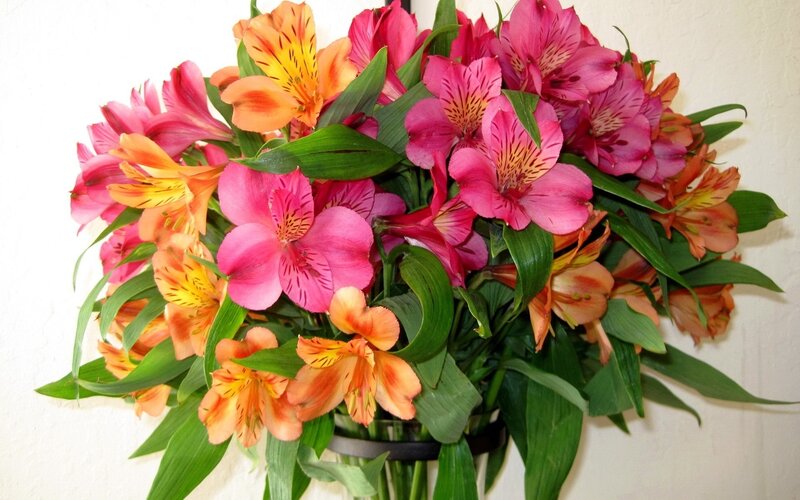 Bouquet of Alstroemeria Flowers — Pink, Bright