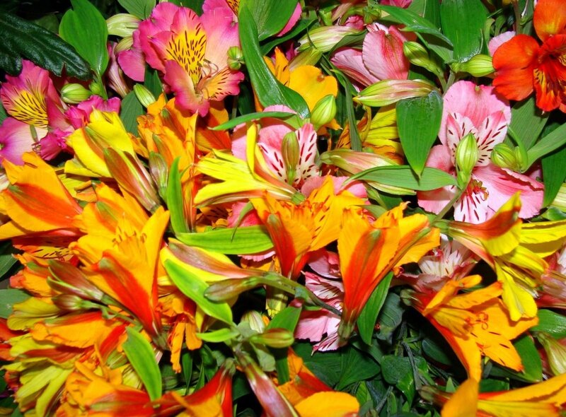 Bouquet of Alstroemeria Flowers — Yellow, Vibrant