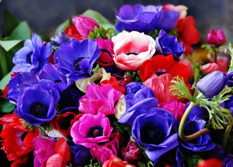 Bouquet of Anemone Flowers — Blue