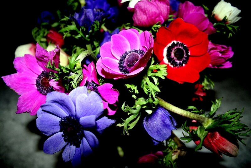 Bouquet of Anemone Flowers — Purple, Dramatic