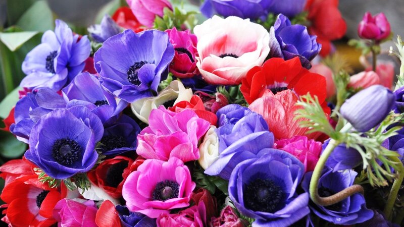 Bouquet of Anemone Flowers — Purple, Vibrant