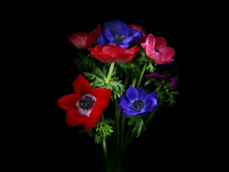 Bouquet of Anemone Flowers