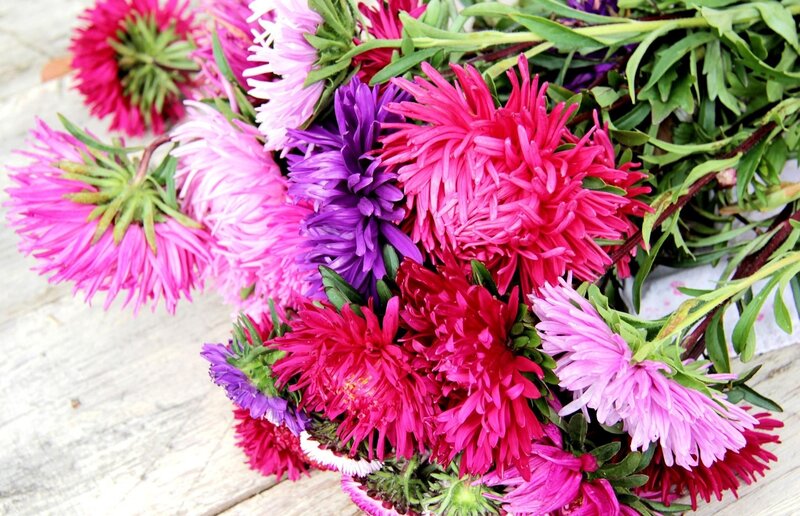 Bouquet of Aster Flowers