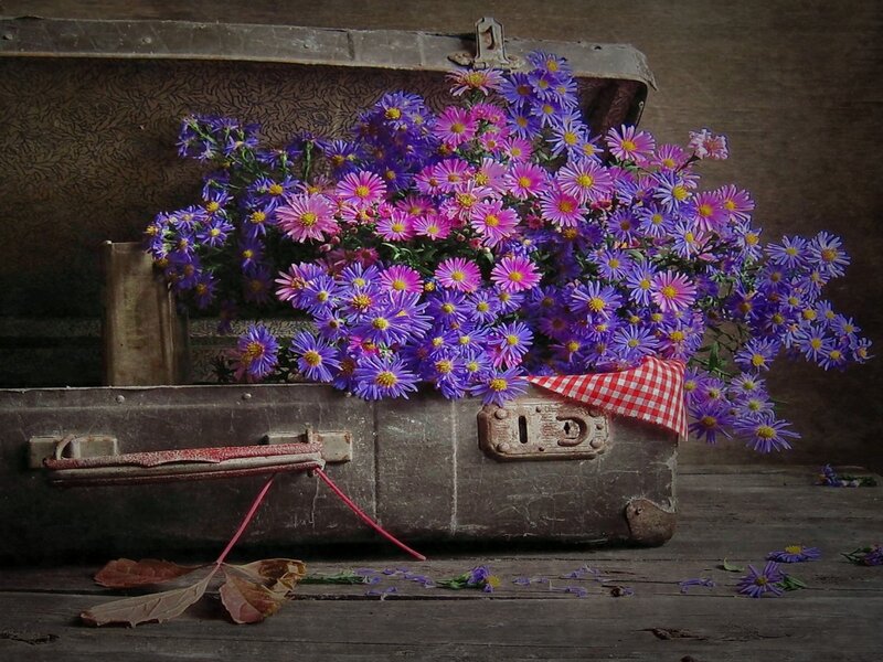 Bouquet of Asters in Suitcase