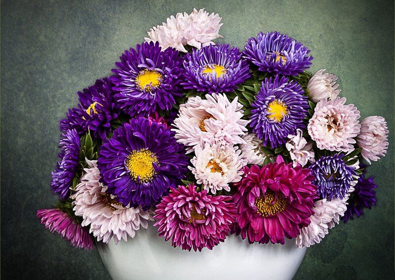 Bouquet of Asters — Purple, Calm, Photograph