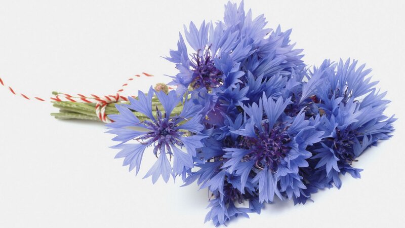 bouquet of blue cornflowers