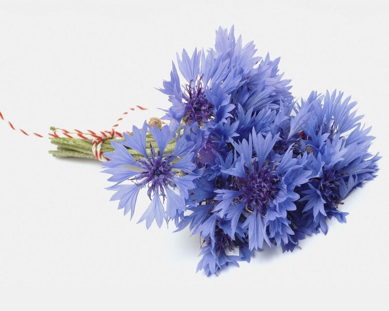 bouquet of blue cornflowers