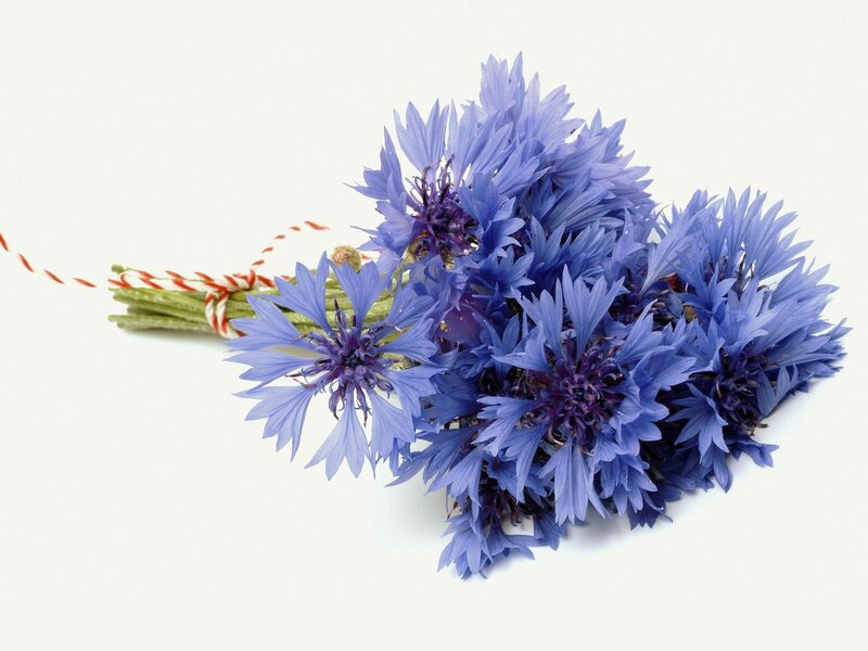 bouquet of blue cornflowers