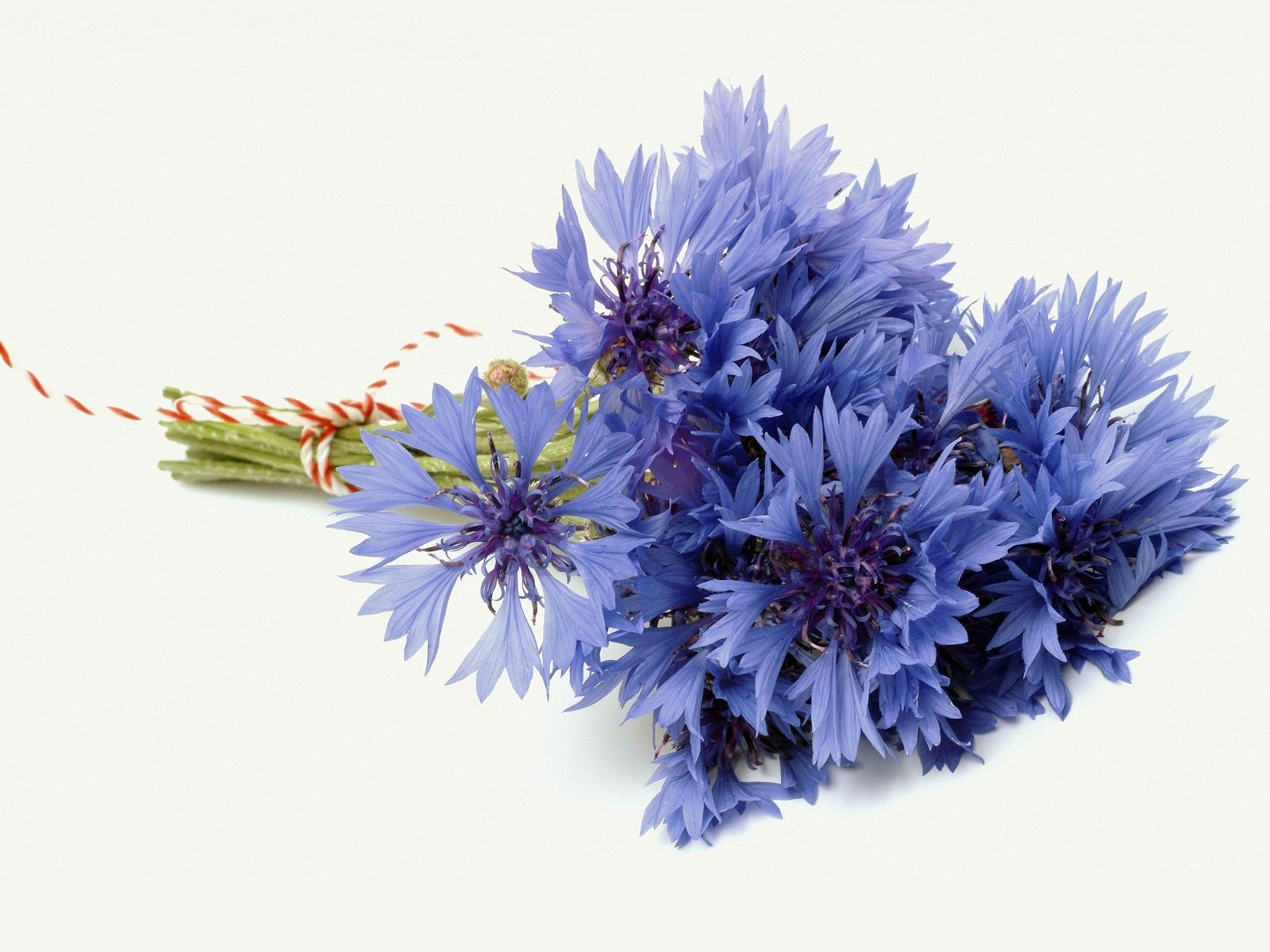 bouquet of blue cornflowers
