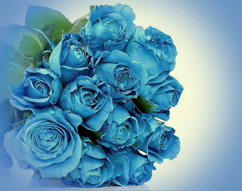 Bouquet of Blue Roses — Calm, Photograph