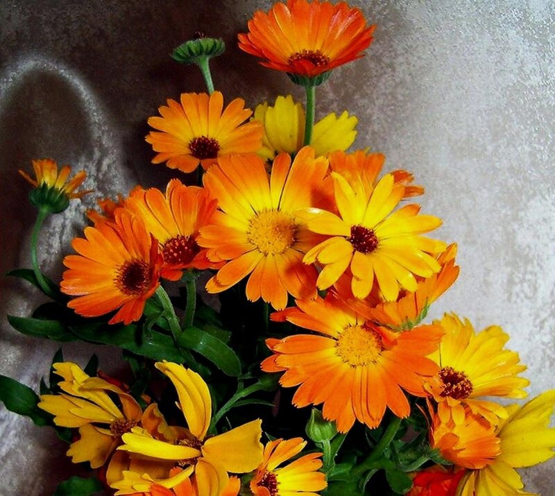 Bouquet of Calendula Flowers — Orange