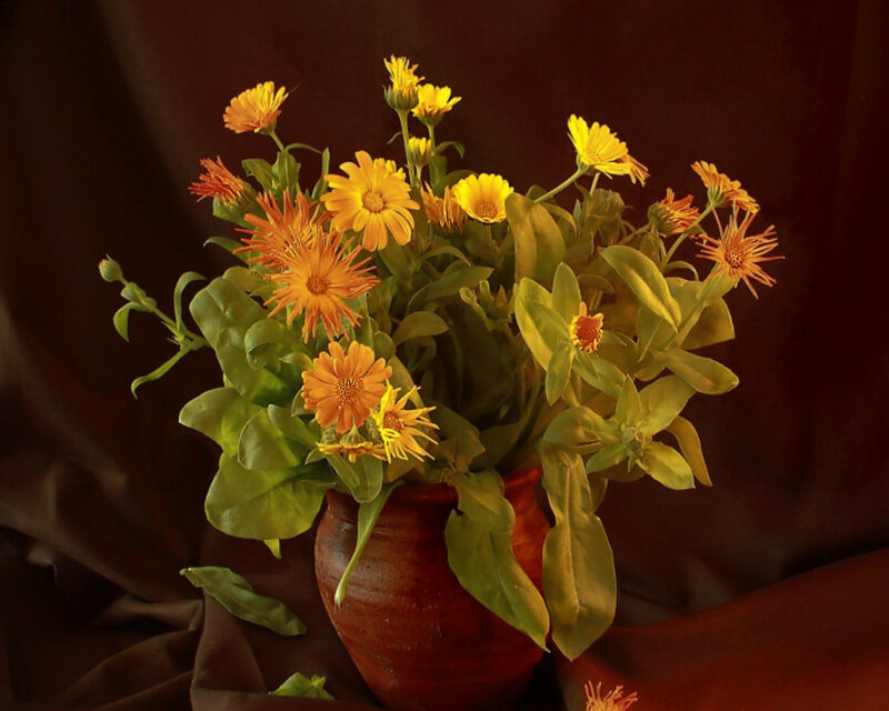Bouquet of Calendula Flowers — Yellow