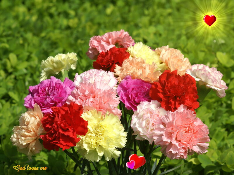 Bouquet of Carnations — Pink, Bright