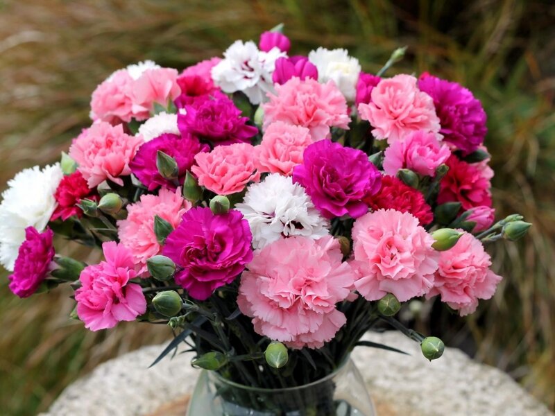 Bouquet of Carnations — Pink, Calm, Afternoon, Photograph