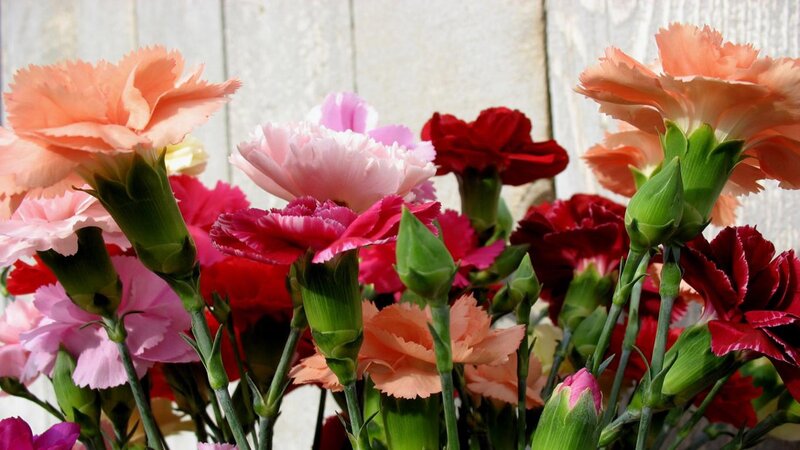 Bouquet of Carnations — Pink, Calm, Spring