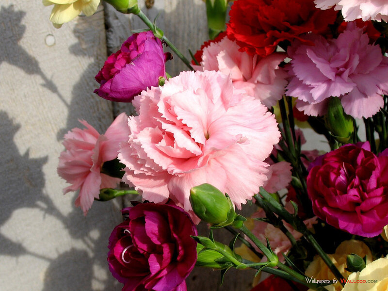 Bouquet of Carnations — Pink, Calm