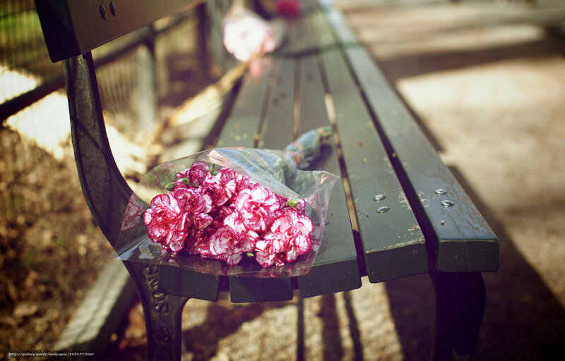 Bouquet of Carnations — Pink, Serene, Afternoon, Photograph, Bench, Plastic Wrap
