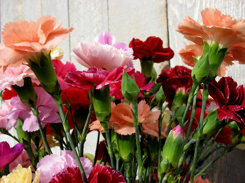 Bouquet of Carnations — Pink