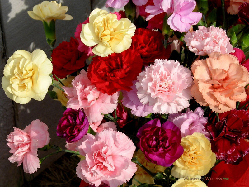 Bouquet of Carnations — Pink, Vibrant