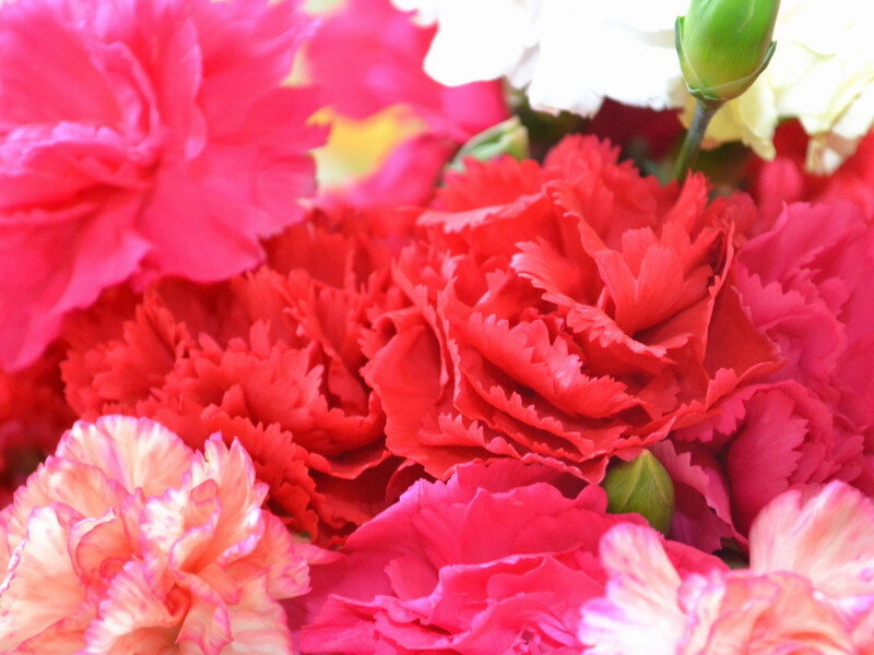 Bouquet of Carnations — Red, Vibrant