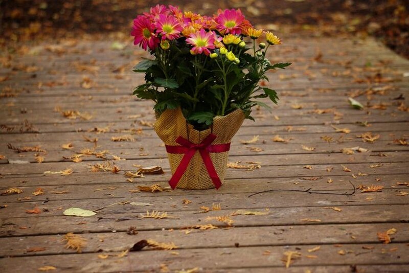 Bouquet of Chrysanthemums — Brown