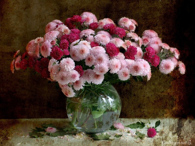 Bouquet of Chrysanthemums — Pink
